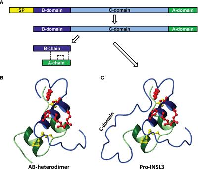 Expression and Role of INSL3 in the Fetal Testis